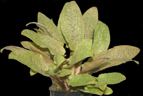 P15 Cryptocoryne Wendtii - Bronze — Eddie's Aquarium Centre